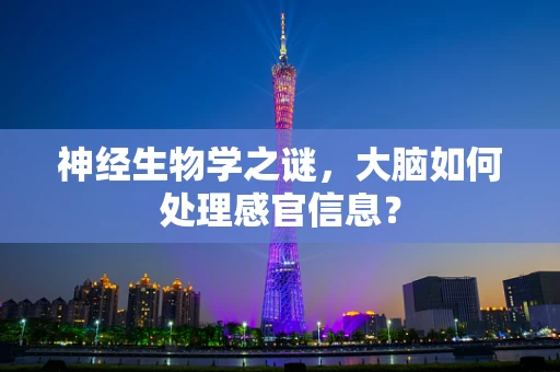 神经生物学之谜，大脑如何处理感官信息？