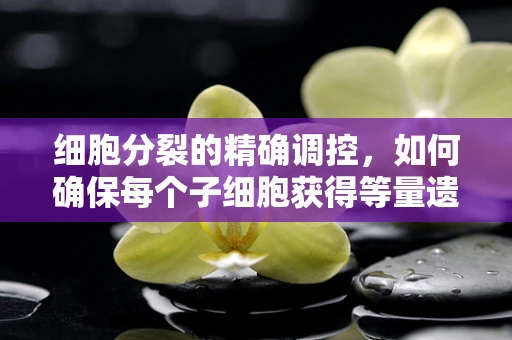 细胞分裂的精确调控，如何确保每个子细胞获得等量遗传物质？
