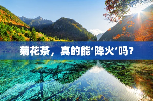 菊花茶，真的能‘降火’吗？